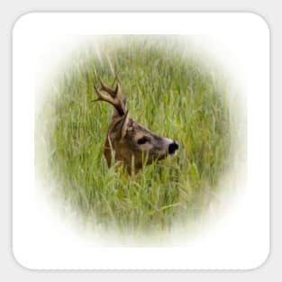 Roebuck Sticker